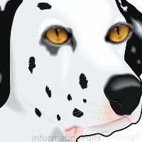 photo dalmatien