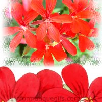 photo de geranium