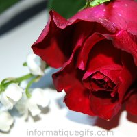 muguet 1er mai et rose rouge