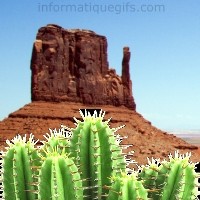 paysage cactus