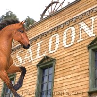 saloon cheval