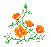 Image gif fleur qui change de couleurs