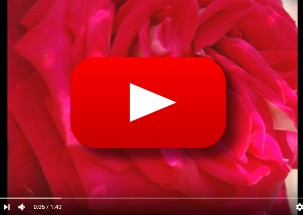 Video la vie en rose edith piaf